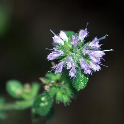 Mentha pulegium